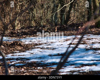 Eine Nahaufnahme des Waldbodens in Normafa, Budapest, zeigt schmelzenden weißen Schnee über trockenen braunen Laubblättern. Ideal für Naturfreunde Stockfoto