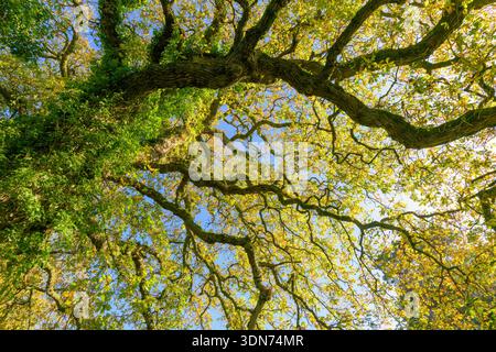Ich schaue auf eine Eiche, die ihre Herbstfarbe zeigt. Stockfoto