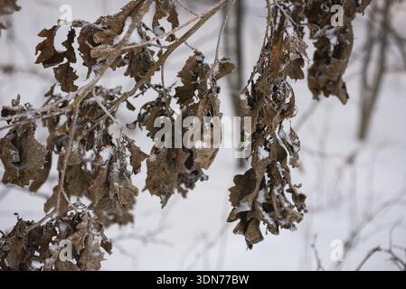 Gefrorene trockene Eichenblätter hängen an Zweigen in einem Winterwald. Nahaufnahme von verwelkten braunen Blättern, die mit Schnee und Eis bedeckt sind, wodurch ein stimmungsvolles und n erzeugt wird Stockfoto
