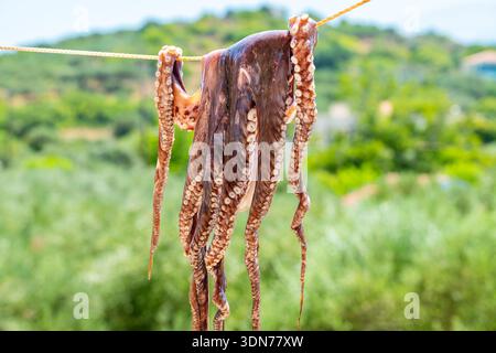 Frischer Tintenfisch, der am Seil trocknet, in einem traditionellen griechischen Fischerdorf Stockfoto