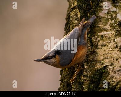 Nuthatch auf moosigem Baumstamm in natürlicher Umgebung Stockfoto