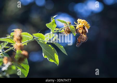 Monarch Butterfly Schlürft Nektars Von Yellow Flowers Auf Sonnendurchflutetem Bran Stockfoto