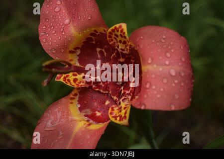 Nahaufnahme der roten und gelben Orchideenblüte Stockfoto