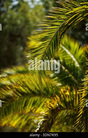 Nahaufnahme eines Palmblattes, das von hellem Sonnenlicht mit weichem grünem Hintergrund beleuchtet wird. Stockfoto
