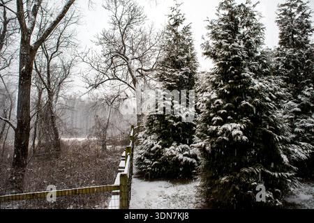 Schneebedeckte Evergreens neben Zaun in Waldrodung während Sturm Stockfoto