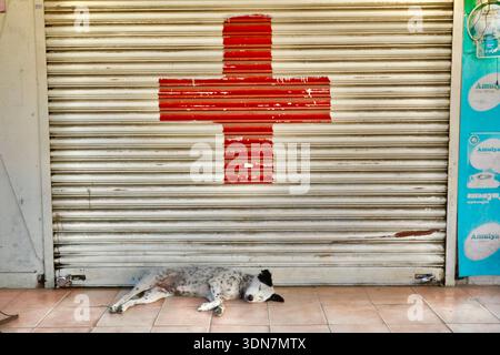 Streunender dalmatinischer Hund, der friedlich vor einem geschlossenen Ladenladen mit rotem Kreuz schläft, Thekkady, Indien Stockfoto