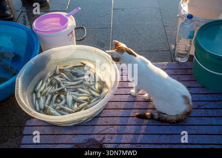 Ein Haufen frischer Fisch streunende Katze auf dem Frischmarkt. Selektiver Fokus. Stockfoto