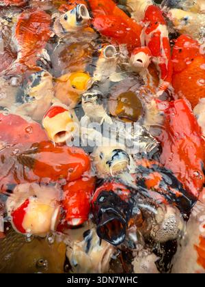 Nahaufnahme farbenfroher Koi-Fische, die sich dicht an der Wasseroberfläche sammeln und ein dichtes Muster aus orangen, weißen, schwarzen und gelben Körpern erzeugen. Stockfoto