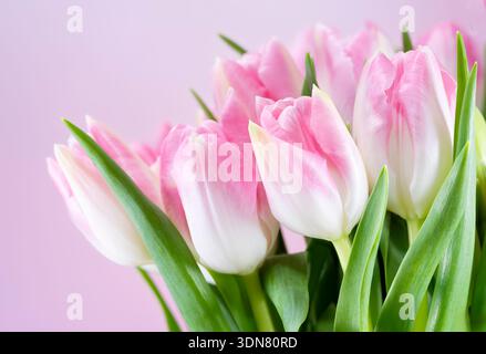 Eine Nahaufnahme von einem Haufen wunderschöner rosa Tulpenblüten Stockfoto