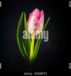 Eine wunderschöne einsame rosa Tulpenblume, fotografiert auf einem schlichten schwarzen Hintergrund Stockfoto