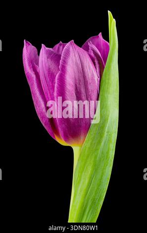 Eine einsame violette Tulpenblüte, fotografiert auf einem schlichten schwarzen Hintergrund Stockfoto