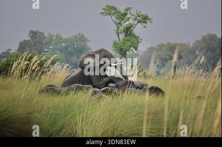 Botswana, Afrika Stockfoto