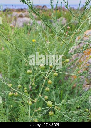 Wilder Spargel (Spargel officinalis) mit reifenden Früchten zwischen Kalksteinfelsen auf einer Landzunge an der Küste, Asturien, Spanien, Juni. Stockfoto