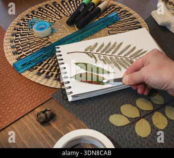 Anonyme Person klebt Blatt von der Pflanze. Sammlung gepresster und getrockneter Blätter und Blumen in einem Album, Herbarium. Kunsthandwerk und Hobbys. Exotisch Stockfoto