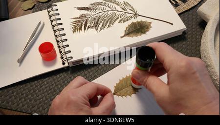 Anonyme Person klebt Blatt von der Pflanze. Sammlung gepresster und getrockneter Blätter und Blumen in einem Album, Herbarium. Kunsthandwerk und Hobbys. Exotisch Stockfoto