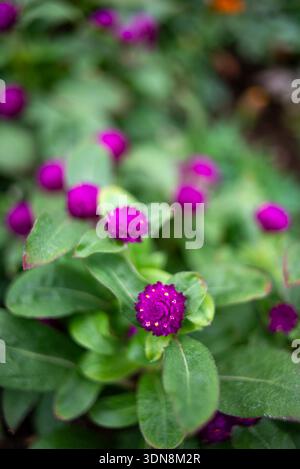 Nahaufnahme von leuchtenden violetten Globus Amaranth Blumen mit grünen Blättern, geringer Tiefe des Feldes und weichem Bokeh Hintergrund, natürliche Gartenumgebung. Stockfoto