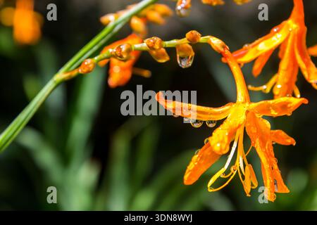 Eine leuchtend orange fallende Sternblume (Crocosmia aurea), bedeckt mit Wassertropfen Stockfoto