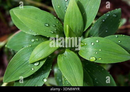 Blick von oben auf frische grüne Gartenblätter einer orientalischen Lilie, bedeckt mit Morgentauropfen Stockfoto