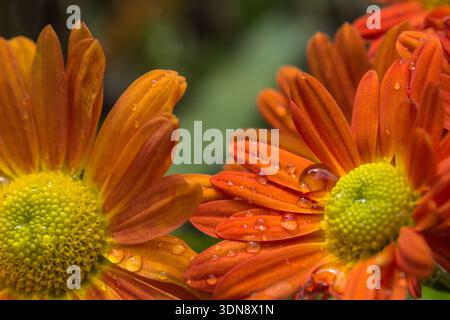 Gruppe von leuchtenden Orangen-Chrysanthemen, bedeckt mit Wassertröpfchen. Stockfoto