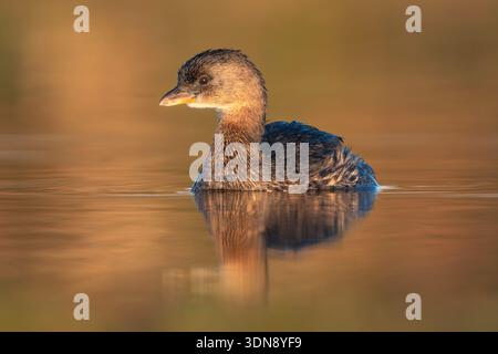 Nahaufnahme eines wilden Rattenschnabelgrebchens (Podilymbus podiceps) auf einem ruhigen See, der in warmes goldenes Stundenlicht getaucht ist, Florida, USA Stockfoto