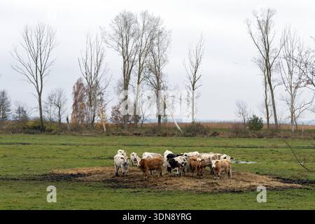 09.11.2025, Usedom, Mecklenburg-Vorpommern, DE - Rinder stehen auf einer Weide im Heu. Agrarwirtschaft, Alltag, artgerecht, aussen, Aussenaufnahme, Bauernhof, Bos taurus, deutsch, Deutschland, Europa, europaeisch, Fauna, Freiland, Freilandhaltung, Haltung, Hausrinder, Haustiere, Herbst, Herde, Herdenhaltung, Heu, Heuhaufen, Jahreszeit, Klauentiere, Koppel, Kuehe, endlich, Landwirtschaft, markiert, Mecklenburg-Vorpommern, Milchwirtschaft, Natur, niemand, Nutztiere, Nutztierhaltung, Nutzvieh, Ohrmarken, Paarhufer, QF, Querformat, Raufutter, Rinder, Rinderherde, Rindvieh, Tiere, Tierhaltung, T Stockfoto