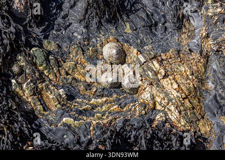 Ein Vollformatfoto von Limpets, die an einem Felsen am Strand befestigt sind Stockfoto