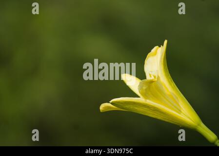 Eine hellgelbe Taglilie (Hemerocallis), aufgenommen von einem Seitenprofil vor einem üppigen, unscharfen grünen Hintergrund. Die Blume wird auf der rechten Seite positioniert Stockfoto