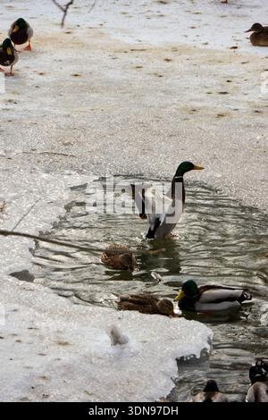 Dieses Bild zeigt eine Gruppe von Stockenten in ihrem natürlichen Lebensraum, die an einem sonnigen Wintertag in einem teilweise gefrorenen Teich stehen und schwimmen. Die sce Stockfoto