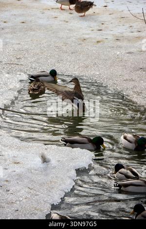 Dieses Bild zeigt eine ruhige Szene von Stockenten in ihrem natürlichen Lebensraum. Die Enten schwimmen und stehen in einem teilweise gefrorenen Teich Stockfoto