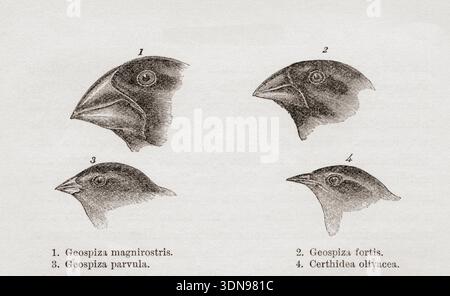 Vergleich der Grösse verschiedener Finkenschnabelarten nach ihren unterschiedlichen Diäten, die Charles Darwin während seiner Reise auf der HMS Beagle beobachtet hat. Aus einer Ausgabe des Journal of Researches von Charles Darwin aus dem 19. Jahrhundert Stockfoto