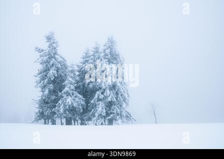 Minimale Winterlandschaft mit frostbedeckten Bäumen, die aus dickem weißem Nebel herausragen. Sanfte monochrome Szenen schaffen eine friedliche und minimalistische Atmosphäre i Stockfoto