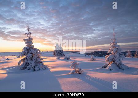 Schneebedeckte Tannen, beleuchtet von warmem Sonnenuntergangslicht in einer weiten Winterlandschaft. Zarte Pastellfarben schaffen eine magische Winteratmosphäre in einer Erbse Stockfoto