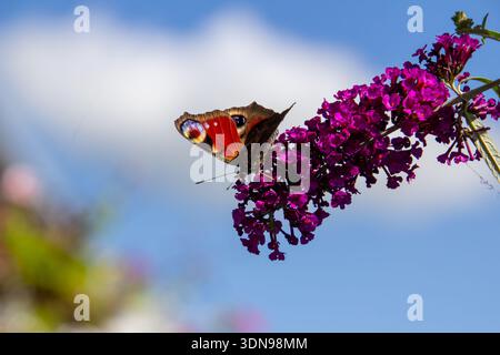 Europäischer Pfauenfalter auf einem Schmetterlingsstrauch Stockfoto