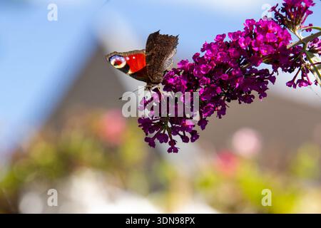 Europäischer Pfauenfalter auf einem Schmetterlingsstrauch Stockfoto
