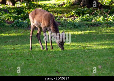 Ein weibliches Rotwild weidet im Wald Stockfoto