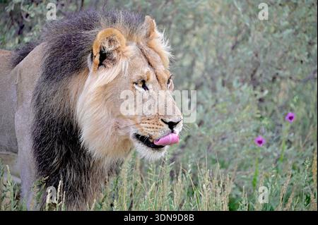 Kgalagadi, Südafrika Stockfoto