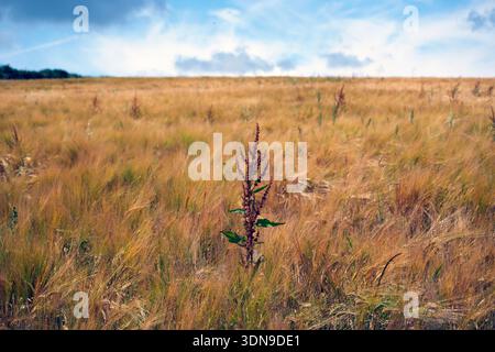 Weizenfeld bei Widecombe im Moor, Dartmoor, Devon Stockfoto