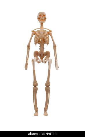 Modell des menschlichen Skeletts in voller Größe auf weißem Hintergrund Stockfoto
