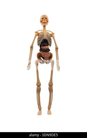 Anatomisches menschliches Skelettmodell mit sichtbaren inneren Organen Stockfoto