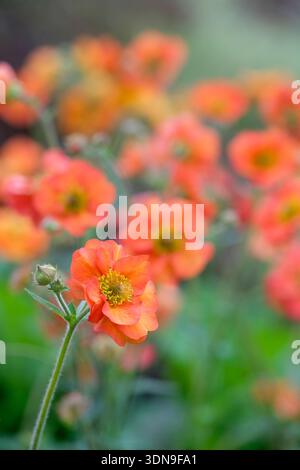 Geum Scarlet Tempest, Geum Macgeu001, avens Scarlet Tempest, Aprikosenröte, scharlachrote Blüten Stockfoto