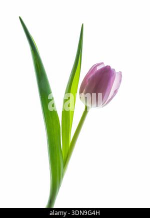 Eine wunderschöne einsame rosa Tulpenblume, fotografiert vor einem hellen weißen Hintergrund Stockfoto