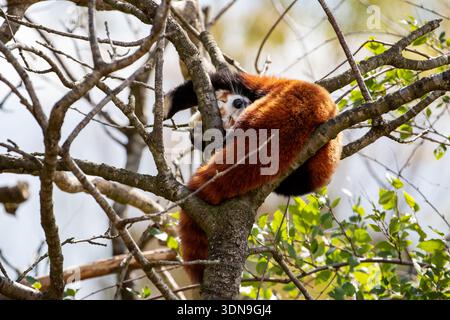 Erwachsener roter Panda, ailurus fulgens, schlafend in einem Baum. Eine bedrohte Art, die im östlichen Himalaya und im Südwesten Chinas beheimatet ist. Stockfoto