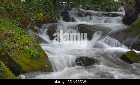 Ein kaskadierender Bach fließt über moosbedeckte Felsen, umgeben von üppiger Vegetation und Farnen. Stockfoto