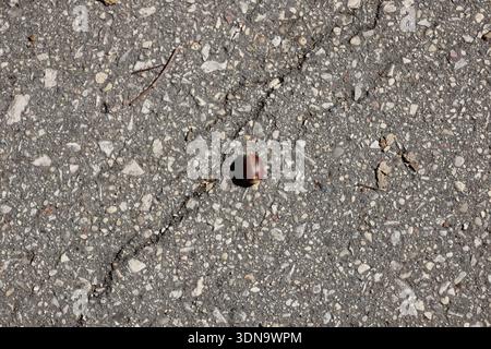 Einzelne braune Nuss glitzert in der Herbstsonne auf gepflasterten Wegen (Nahaufnahme, saisonabhängig) Stockfoto