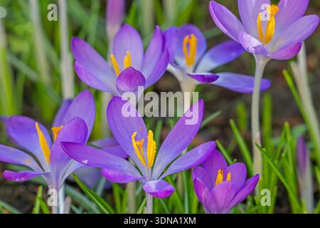 Waldkrokusse / Frühe Krokusse / Tommasinis Krokusse / Tommäen (Crocus tommasinianus) in Blume im Garten im Winter Stockfoto
