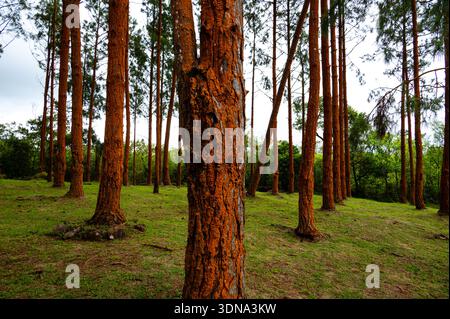 Kiefernstämme, bedeckt mit leuchtend orangefarbenen Flechten in Bois Cheri, Mauritius Stockfoto