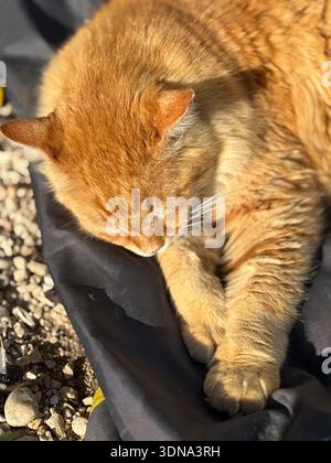 Orangefarbene Tabbykatze, die friedlich draußen auf schwarzem Stoff schläft, umgeben von kleinen Kieselsteinen. Mobiles Foto Stockfoto