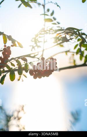 Vogelbeeren Sorbus aucuparia im Sonnenuntergang Stockfoto