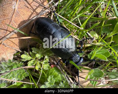 Meloe proscarabaeus ist ein europäischer Ölkäfer. Sie lebt auf Wiesen, Feldrändern und anderen warmen Standorten in allen Ländern außer dem hohen Norden des Kontinents. Stockfoto