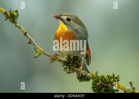Rotschnabelleiothrix Leiothrix lutea Stockfoto